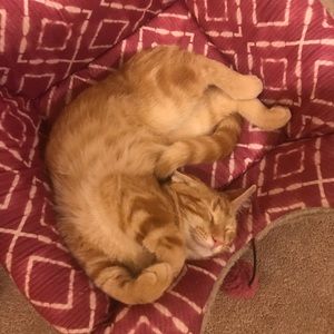 Meet your Posher, Selina